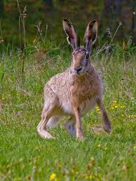 Aprovizionarea cu vaccin frânează în loc să accelereze 1. Iepurele De Camp Lepus Europaeus In Mamifere