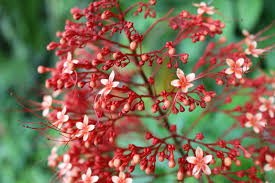 Image result for Clerodendrum pusillum