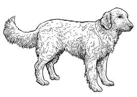 Just one of millions of high quality products available. 19 080 Line Drawing Dog Stock Vector Illustration And Royalty Free Line Drawing Dog Clipart