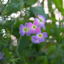 Image result for Malcolmia maritima