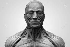 These important muscles control many motions that involve moving the arms and head — such as throwing a ball, looking up at the sky, and raising your hand. Human Body Anatomy Muscle Anatomy Of The Face Neck And Chest In Realistic 3d Rendering Stock Photo Picture And Royalty Free Image Image 64471512