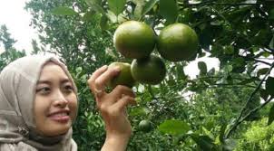 We did not find results for: Pagi Indonesia Yuk Petik Jeruk Garut Langsung Dari Kebunnya Regional Liputan6 Com