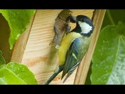 Fabriquer Un Nichoir A Mesanges En 10 Minutes Permaculture Mesange Youtube Nichoir Mesange Nichoir Oiseau Et Nichoir