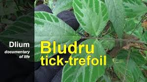 Image result for Hylodesmum repandum