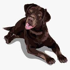 Copyrights and trademarks for the cartoon, and other promotional materials are. Labrador Retriever Png Chocolate Lab Transparent Png Download Kindpng