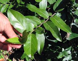 Image result for Mystroxylon aethiopicum