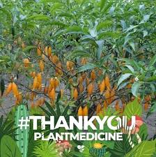 Image result for Tabernanthe elliptica