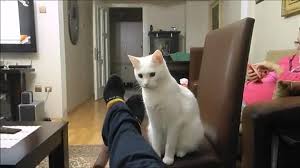 Pamuk Prenses E Gore En Iyi 10 Kedi Sarkisi Tst Interactive The Official Website Of Turgay Suat Tarcan