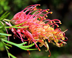 Image result for Grevillea