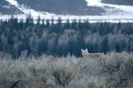 To delay making a decision: We Can T Lose The Wild To Save The Domestic High Country News Know The West