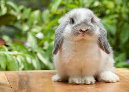 How Long Do Pet Rabbits Live Rabbits Life How To Make Your Rabbit Live Longer