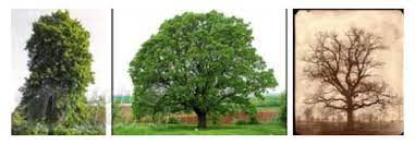 Gambar flora dan fauna hutan gugur. Hutan Gugur Pengertian Bioma Ekosistem Ciri Dan Gambar