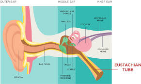 Image result for Eustachian Tube Dysfunction