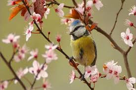 Free for commercial use no attribution required high quality images. 23 Best Free Spring Backgrounds And Wallpapers