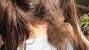Shih Tzu Haircuts