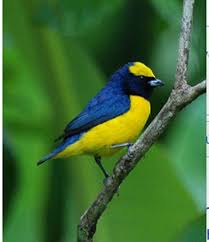 Pin By Fahrettin On Mas Pajaros 2 List Of Birds Pet Birds Pretty Birds