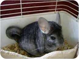 You don't want the lack of interaction that comes with getting a fish, and hamsters barely live long enough for a lasting bond to be formed. Sidney Bc Chinchilla Meet Fievel A Pet For Adoption