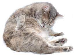 Namun, kucing bunting mahukan perhatian yang lebih dari biasa. 11 Ciri Ciri Kucing Hamil Dari Sumber Terpercaya Lengkap