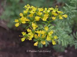 Image result for Ruta graveolens