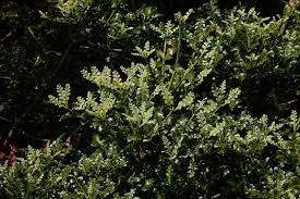 Image result for Phyllocladus trichomanoides