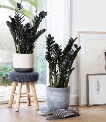 Maybe you would like to learn more about one of these? 8 Plantes D Interieur Qui N Ont Pas Besoin De Lumiere