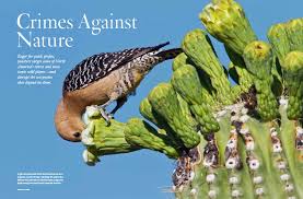 The animal, which is common throughout the sonoran desert, is approximately 11. Crimes Against Nature