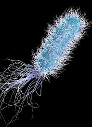 Image result for Legionella