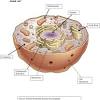 Animal cells are generally smaller than plant cells and lack a cell wall and chloroplasts; Https Encrypted Tbn0 Gstatic Com Images Q Tbn And9gcqhex9rruigxb6ujjbq90lji8qxb6hki76ldadg4g85 Doye40c Usqp Cau