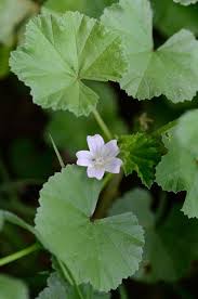 Image result for Malva neglecta