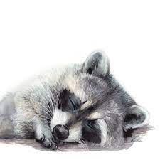 Watercolor Sleeping Raccoon Printable Raccoon Nursery Decor Art Baby Animal Prints Sleeping Animal Prints Raccoon Art Sleeping Animals Animal Nursery Art