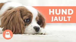 Dieser pinnwand folgen 227 nutzer auf pinterest. Susse Hundewelpen Videos In 4k Ultra Hd Youtube