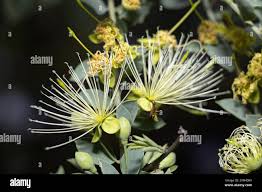 Image result for Maerua nervosa