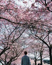 Come shop the best and biggest selections for flowering trees at of our many locations! Cherry Blossom In Portland Top Spots For Early Spring Flowers