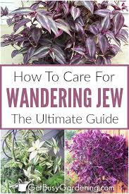 Wandering Jew Plant Care Guide How To Grow Care For Your Plant