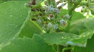 Image result for peronospora grapevine