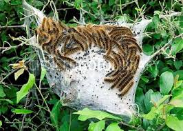 The brown tail moth caterpillar is not recognised public health pest therefore the council and most local authorities doe not provide such a service. Selsey Town Council Browntail Moth Lavae