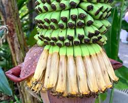 Image result for Musa acuminata