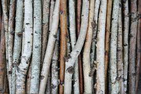 Check spelling or type a new query. White Birch Branches Birch Wood Logs Paper Birch Sticks Decorative Birch Wood Tree Branches 1 2 1 In Paper Birch Trees Birch Branches Birch Tree Decor