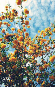 P I N T E R E S T Carlinciel I N S T A Carcco Flower Aesthetic Beautiful Flowers Yellow Flowers