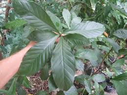Image result for Psychotria cinerea