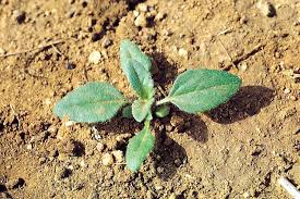 Image result for Tridax