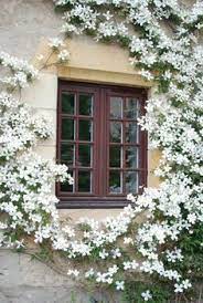16 Unique Ideas For How To Grow A Beautiful Clematis Vine Pith Vigor By Rochelle Greayer Clematis Trellis White Clematis Garden Vines