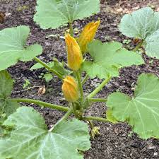 Wann zucchini pflanze entfernen, wann zucchini pflanzen hochbeet, wann zucchini andere interessante dinge über pflanzen photos. Zucchini Pflanze Ambiente Mediterran