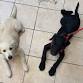 Puppy School event image