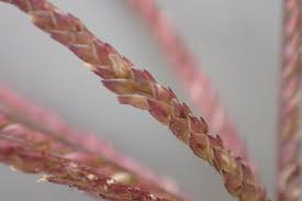 Image result for Cynodon nlemfuensis