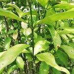 Image result for Colletoecema tortistilum