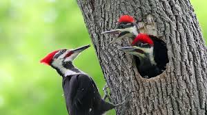 Encuentra fotos de stock de gran calidad que no explora 40 fotografías e imágenes de stock sobre ladder backed woodpecker o realiza una nueva búsqueda para encontrar más fotografías e. Woodpecker Facts Types Classification Habitat Diet Adaptations