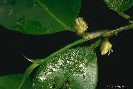 Image result for Trilepisium madagascariense