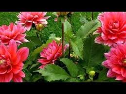 музыка из фильма мой ласковый и нежный зверь слушать Sherburgskie Zontiki Pol Maria Youtube Mirovaya Muzyka Instrumentalnaya Muzyka Muzyka