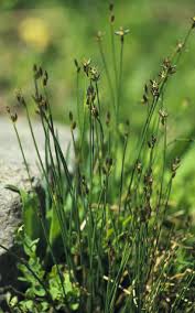 Image result for Juncus